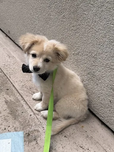 A phone photograph of a cream puppy in a bow tie, sitting on a pavement